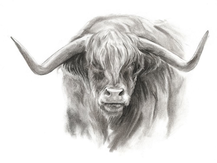 Picture of SOFT FOCUS HIGHLAND CATTLE II