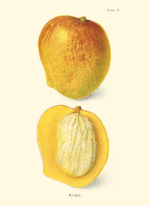 Picture of MANGO