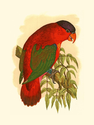 Picture of PURPLE-CAPPED LORY