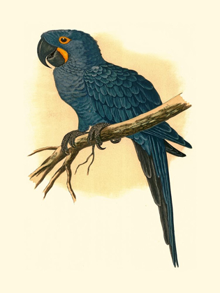 Picture of HYACINTHINE MACAW