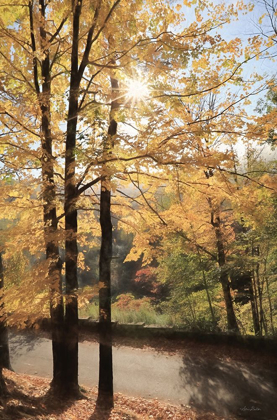 Picture of AUTUMN LIGHT AT LETCHWORTH  