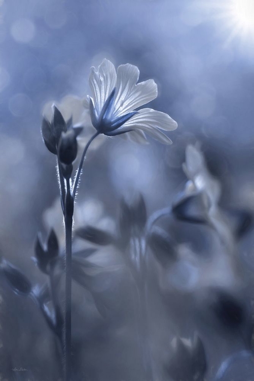 Picture of BLUE AND WHITE FLOWERS I