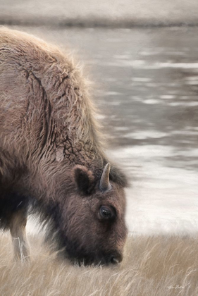 Picture of YELLOWSTONE BUFFALO