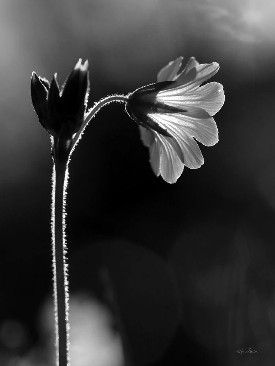 Picture of BLACK AND WHITE FLOWER