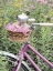 Picture of PINK GARDEN BIKE