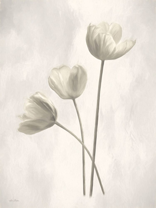 Picture of BLEACHED TULIPS I