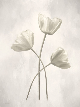 Picture of BLEACHED TULIPS II