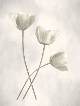 Picture of BLEACHED TULIPS III