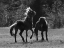 Picture of BLACK AND WHITE ASSATEAGUE HORSES