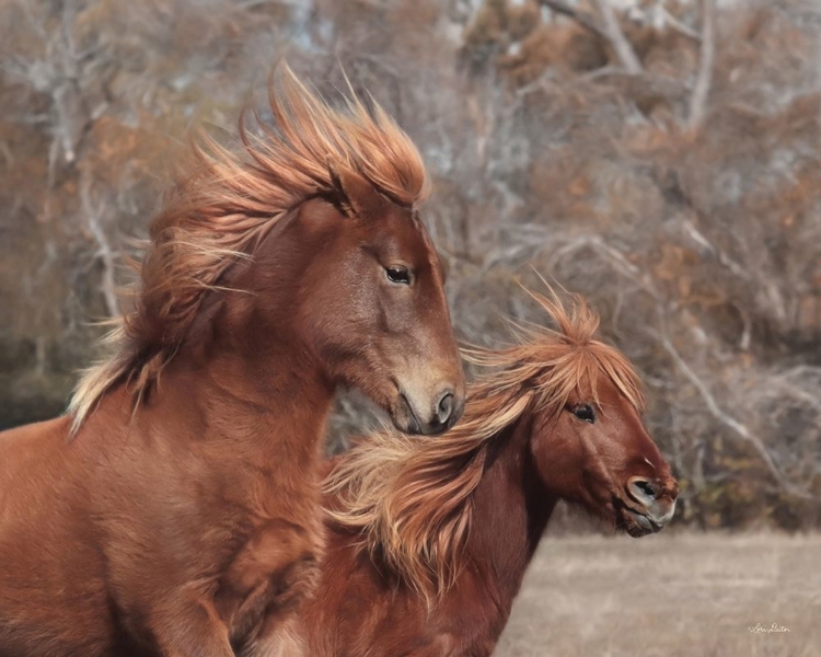 Picture of ASSATEAGUE HORSES II