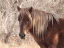 Picture of ASSATEAGUE HORSE  