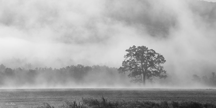 Picture of OLD OAK IN FOG