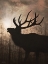 Picture of ELK SUNRISE II