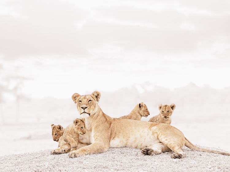 Picture of PROUD LIONESS 