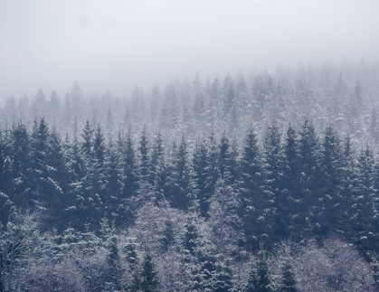 Picture of FROZEN TREES