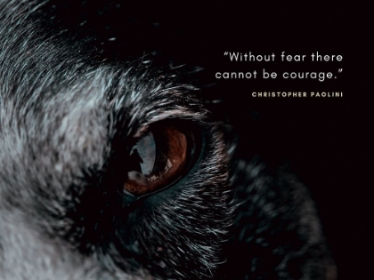 Picture of CHRISTOPHER PAOLINI QUOTE: WITHOUT FEAR