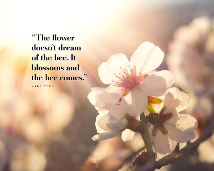 Picture of MARK NEPO QUOTE: BLOSSOMS