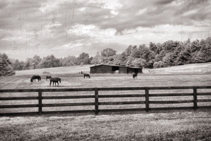 Picture of HORSE COUNTRY