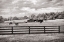 Picture of HORSE COUNTRY