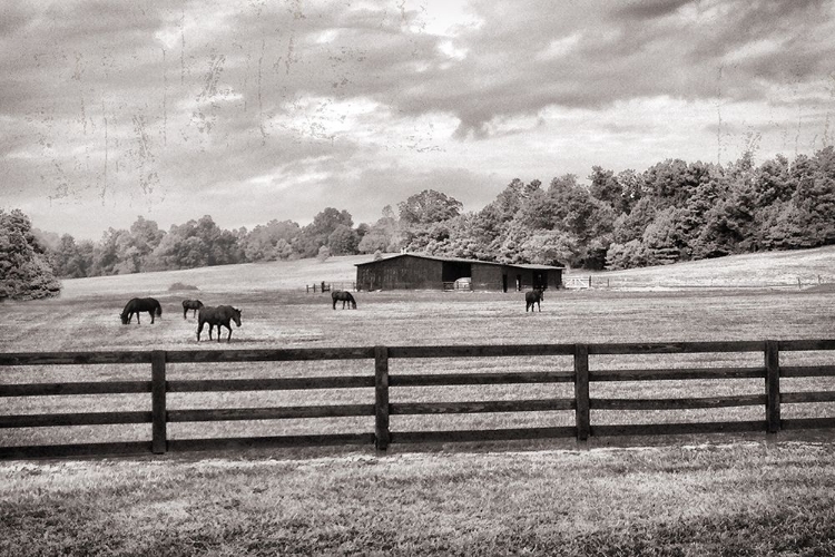 Picture of HORSE COUNTRY