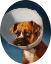 Picture of CONE OF SHAME