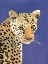 Picture of COLORFUL CHEETAH