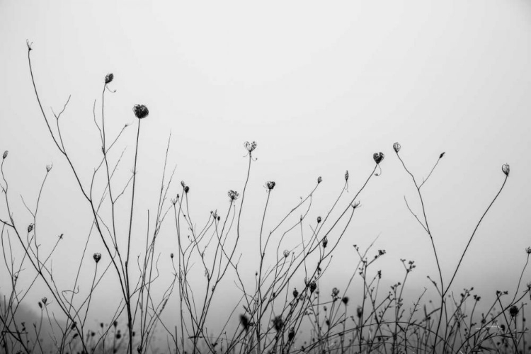 Picture of AUTUMN GRASSES