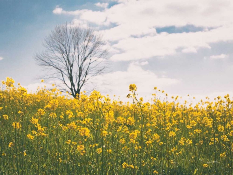 Picture of SPRING MEADOW