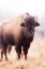 Picture of AMERICAN BISON V