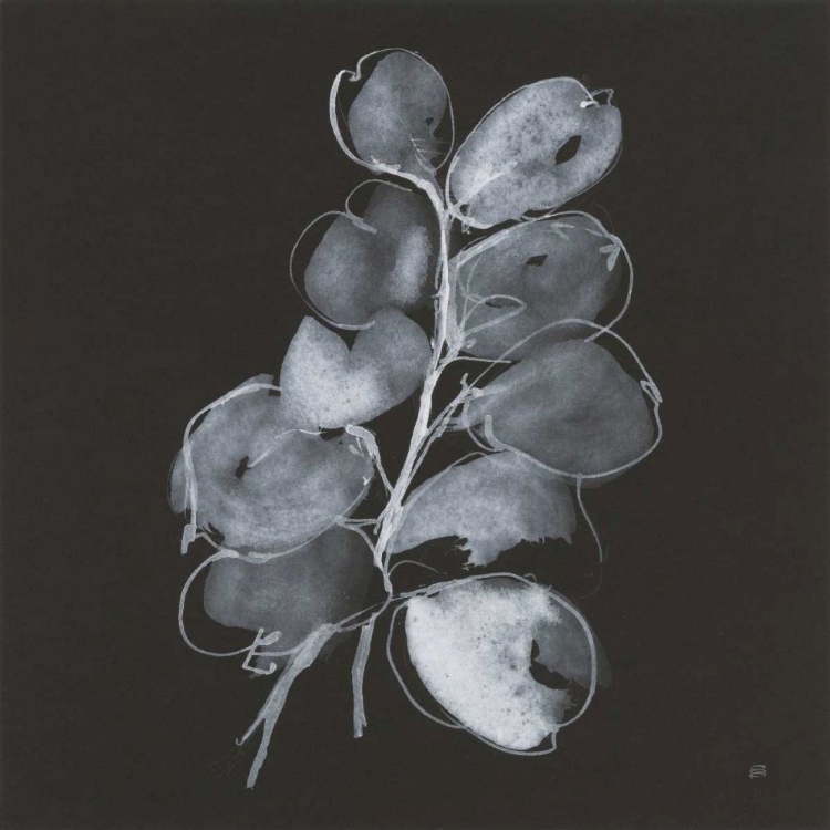 Picture of WHITE EUCALYPTUS II