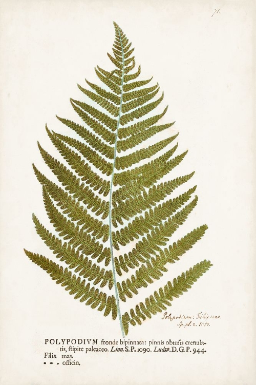 Picture of NATURE PRINTED FERNS II