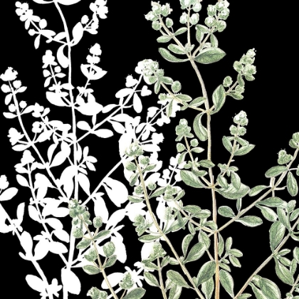 Picture of BOTANICAL SAGE AND WHITE 1