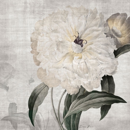 Picture of TRADITIONAL PEONY