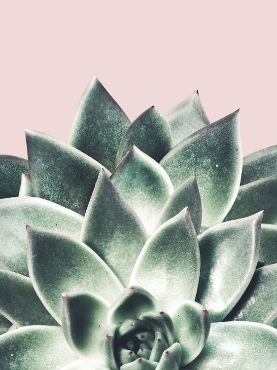 Picture of SUCCULENT QUEEN