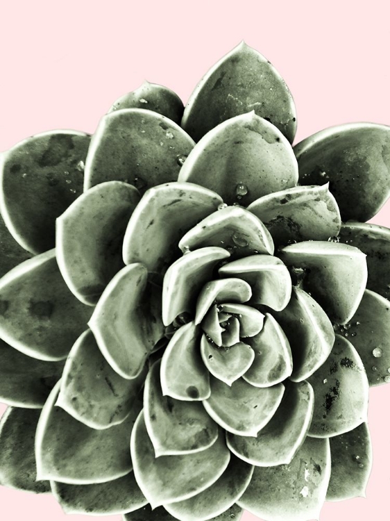 Picture of SUCCULENT BEAUTY