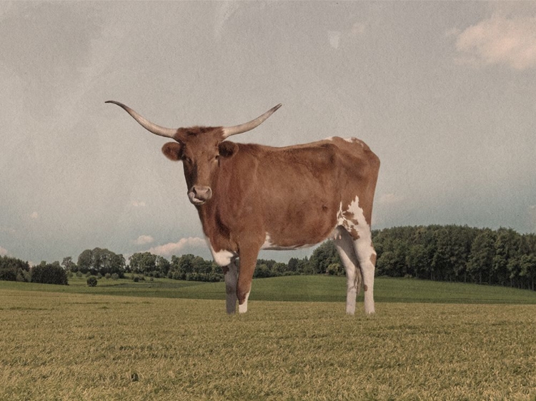 Picture of DESOLATE STEER