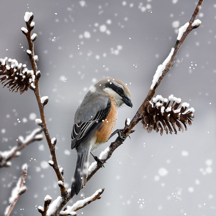 Picture of SNOW BIRD