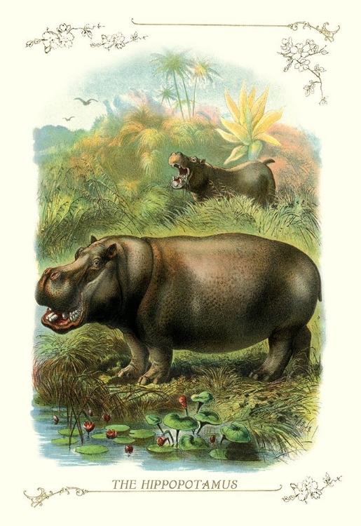 Picture of THE HIPPOPOTAMUS, 1900