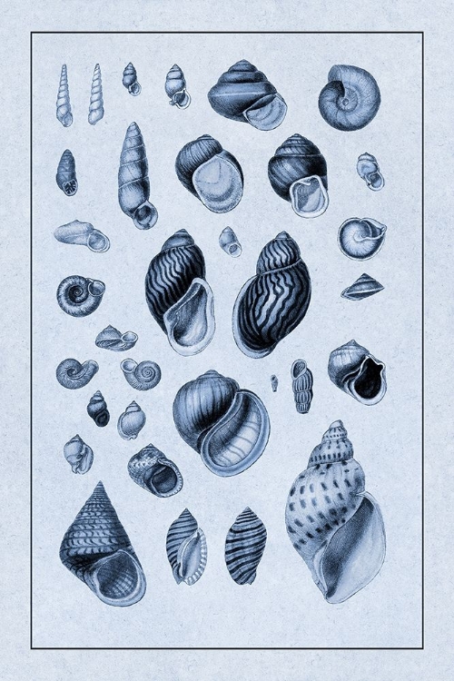 Picture of SHELLS: SESSILE CIRRIPEDES #2 (BLUE)