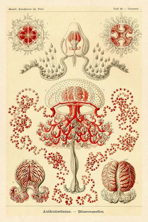 Picture of HAECKEL NATURE ILLUSTRATIONS: ANTHOMEDUSAE