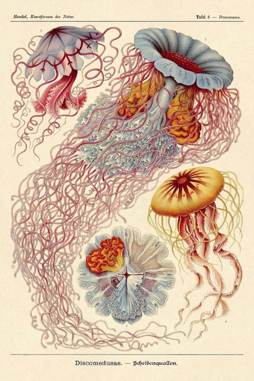 Picture of HAECKEL NATURE ILLUSTRATIONS: JELLY FISH