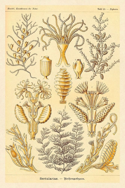 Picture of HAECKEL NATURE ILLUSTRATIONS: SERTULARIAE