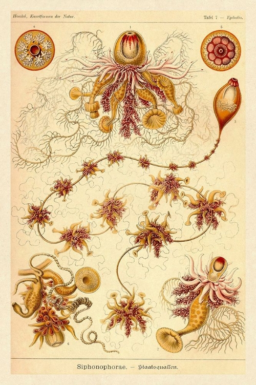 Picture of HAECKEL NATURE ILLUSTRATIONS: SIPHONEAE HYDROZOA