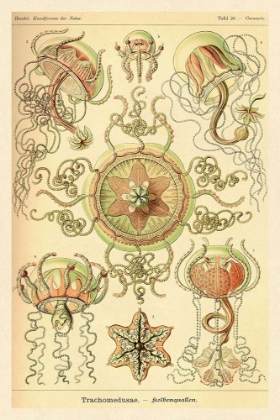 Picture of HAECKEL NATURE ILLUSTRATIONS: TRACHOMEDUSAE - JELLYFISH