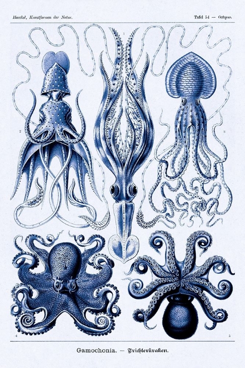 Picture of HAECKEL NATURE ILLUSTRATIONS: JELLY FISH - DARK BLUE TINT