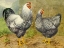 Picture of CHICKENS: SILVER LACED WYANDOTTES