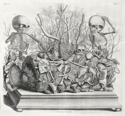 Picture of DIORAMA OF FETAL SKELETONS ARRANGED WITH VARIOUS INTERNAL ORGANS