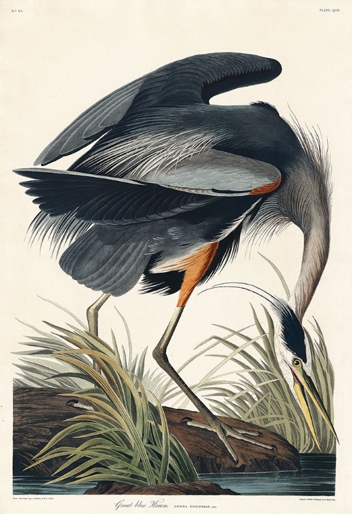 Picture of GREAT BLUE HERON