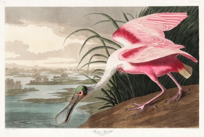 Picture of ROSEATE SPOONBILL 