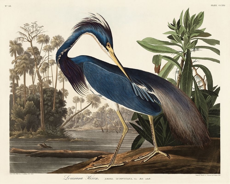 Picture of LOUISIANA HERON